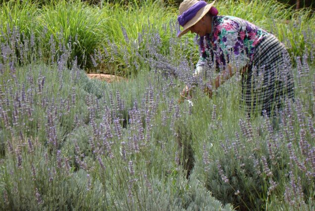 Lunch at A Saffron Farm in The High Atlas Mountain