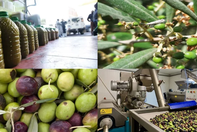 Moroccan olives experience in Kelaa Des Sraghna